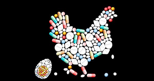 Gallina e uova fatte di antibiotici e farmaci