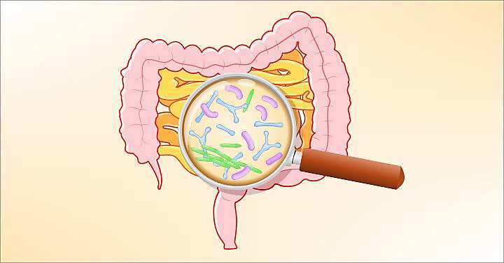 Intestino e batteri intestinali