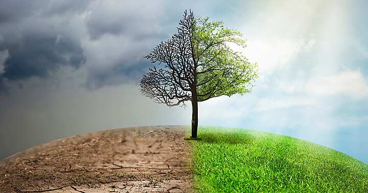 albero